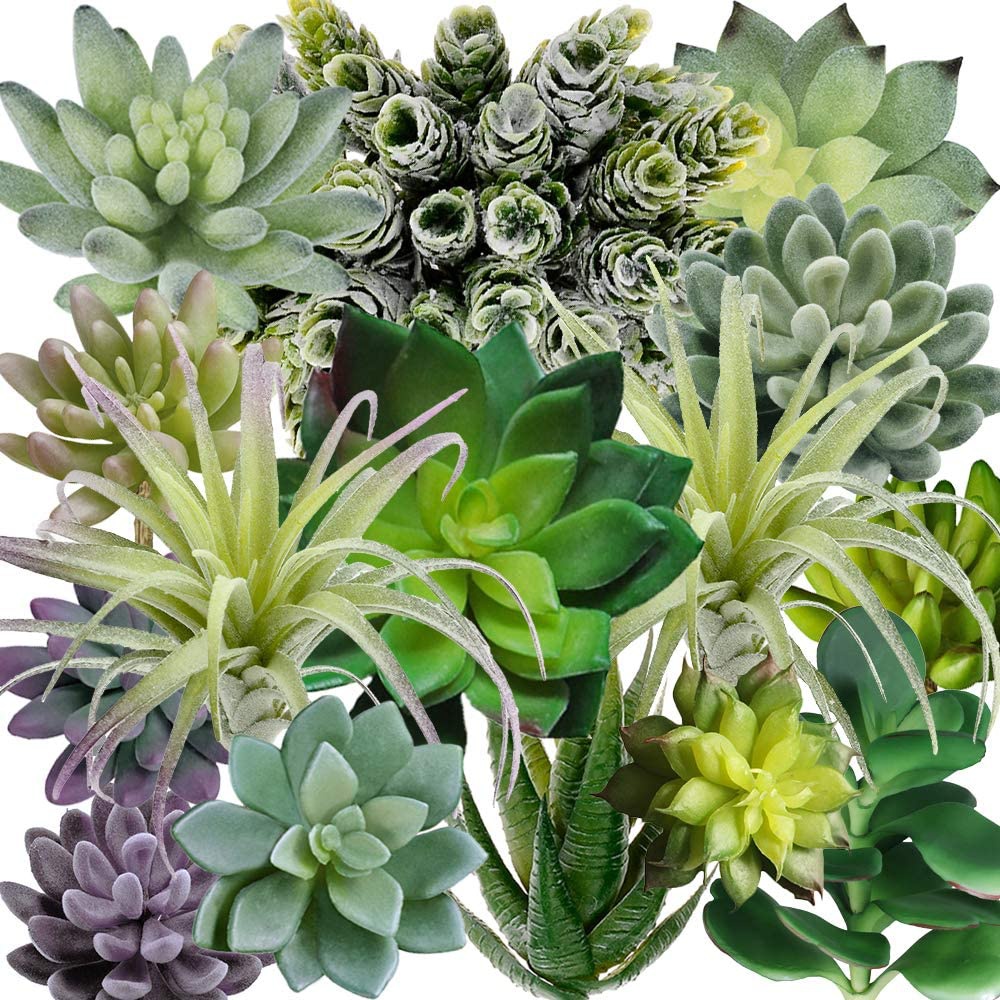 Set di 15 Piante Succulente Ar - Echeveria Succulent recensione e prezzo