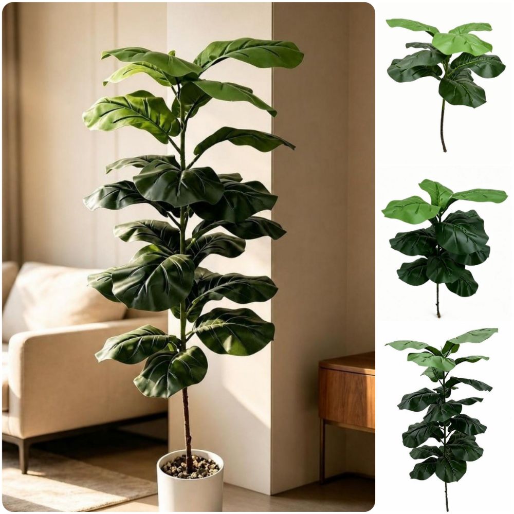 9/15/23 Foglie di Ficus Lyrata - Ficus Lyrata Tree recensione e prezzo